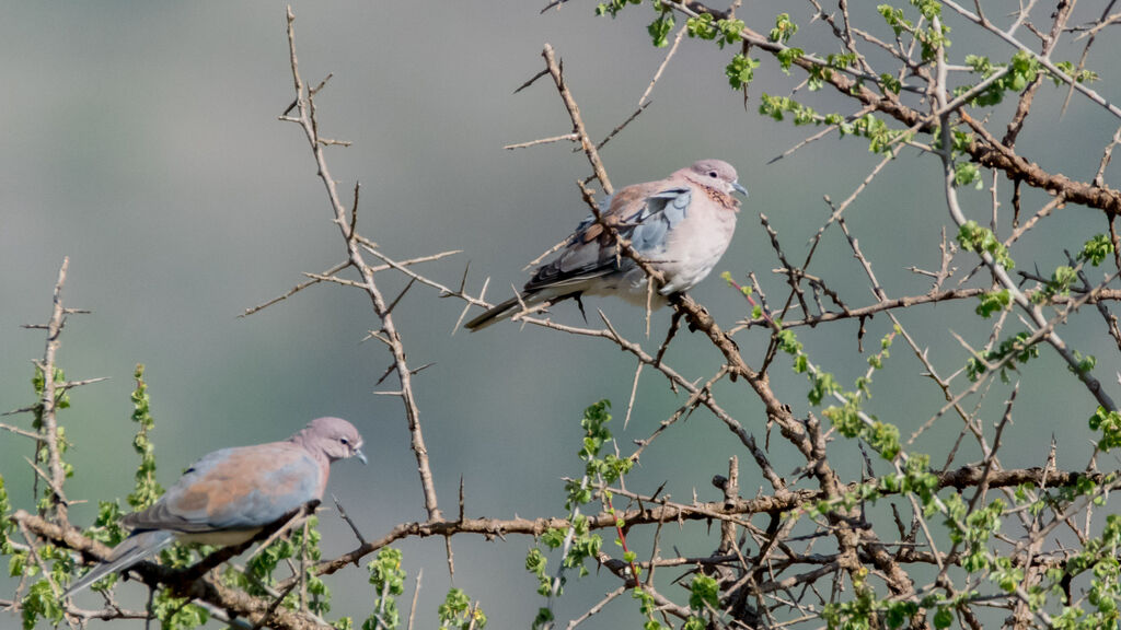 Laughing Dove