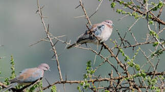 Laughing Dove