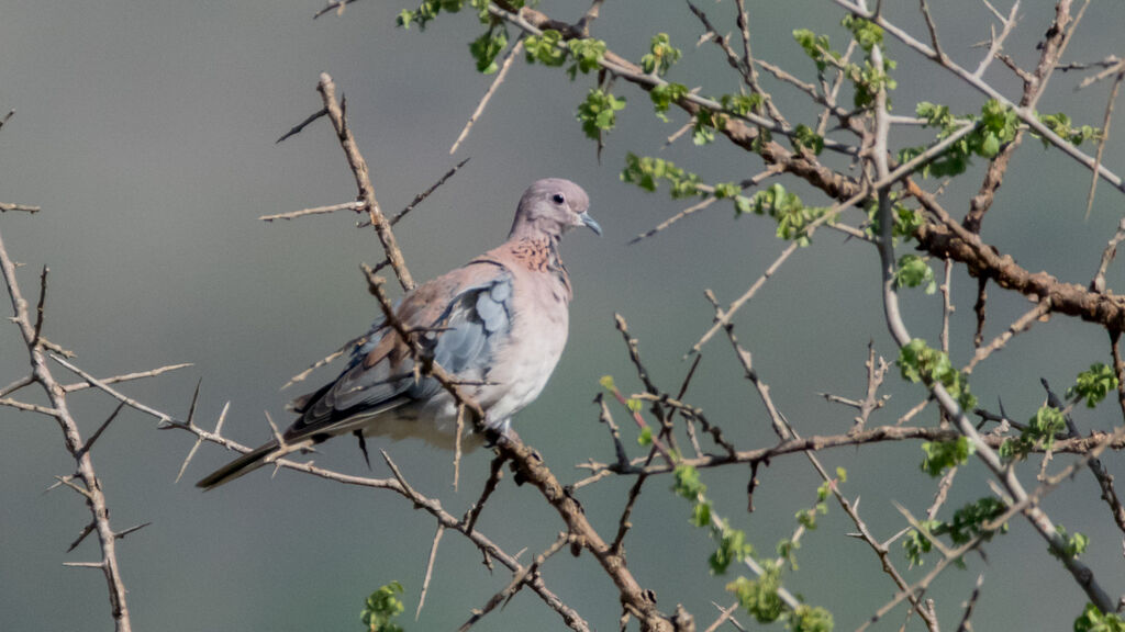 Laughing Dove