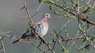 Laughing Dove