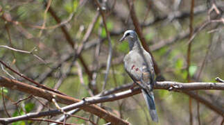 Namaqua Dove