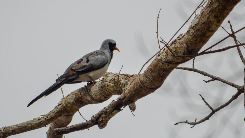 Namaqua Dove