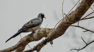 Namaqua Dove