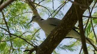 Mourning Collared Dove