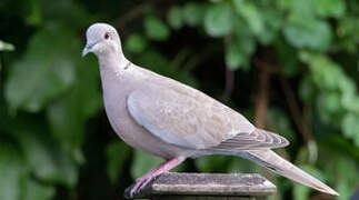 Eurasian Collared Dove