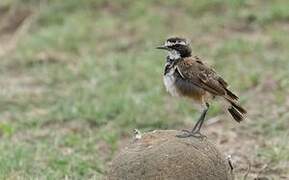 Capped Wheatear