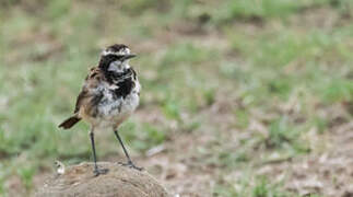 Capped Wheatear