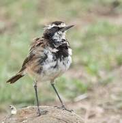 Capped Wheatear