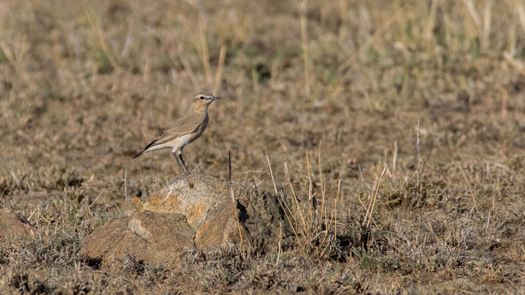 Northern Wheatear