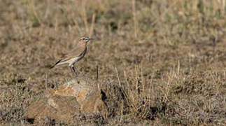 Northern Wheatear