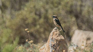 Western Black-eared Wheatear