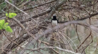 Pied Wheatear