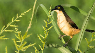 Black-capped Donacobius