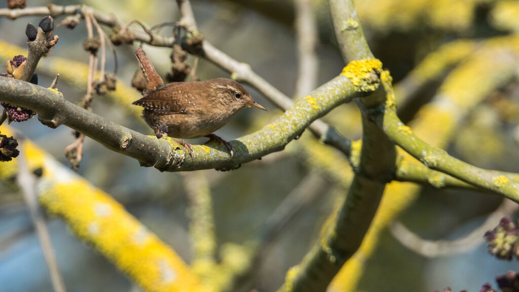 Eurasian Wren