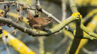 Eurasian Wren