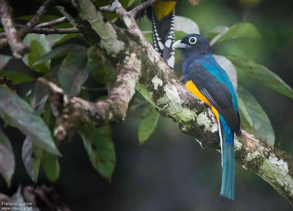 Trogon à queue blanche mâle adulte, identification