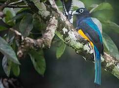 Green-backed Trogon