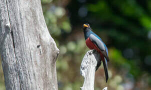 Black-tailed Trogon