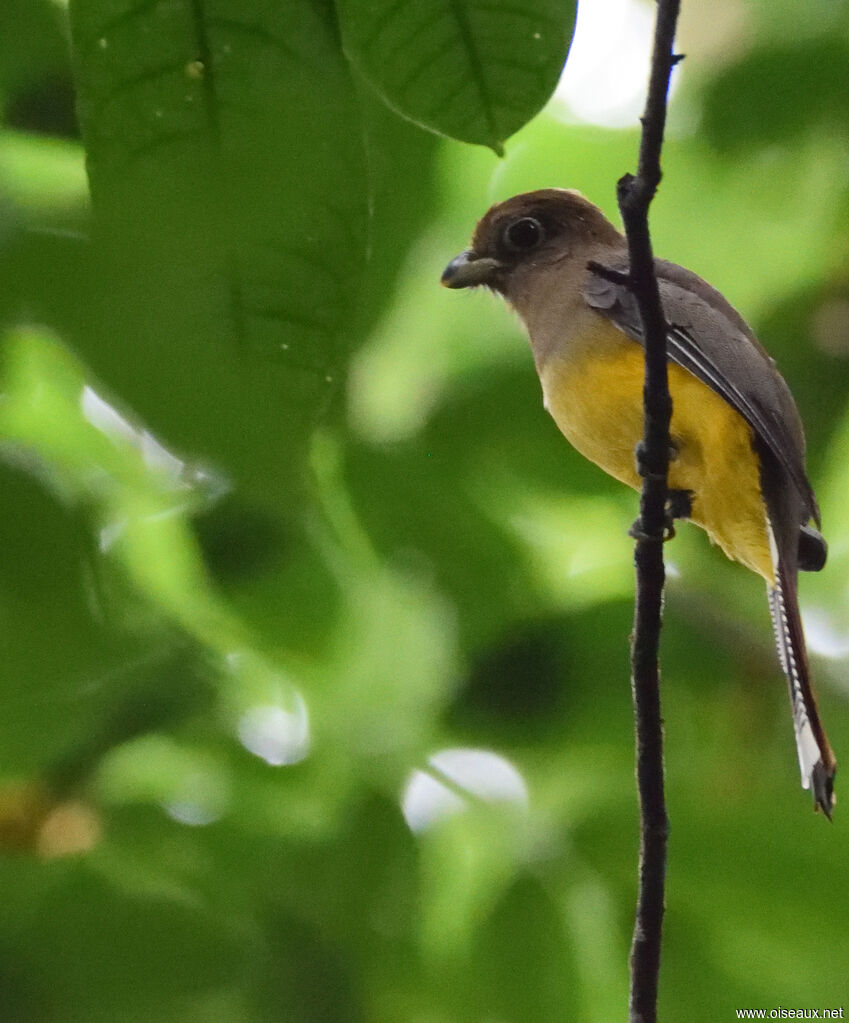 Trogon aurore