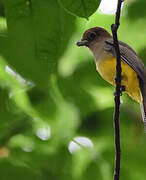 Amazonian Black-throated Trogon