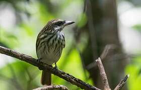 Streaked Flycatcher