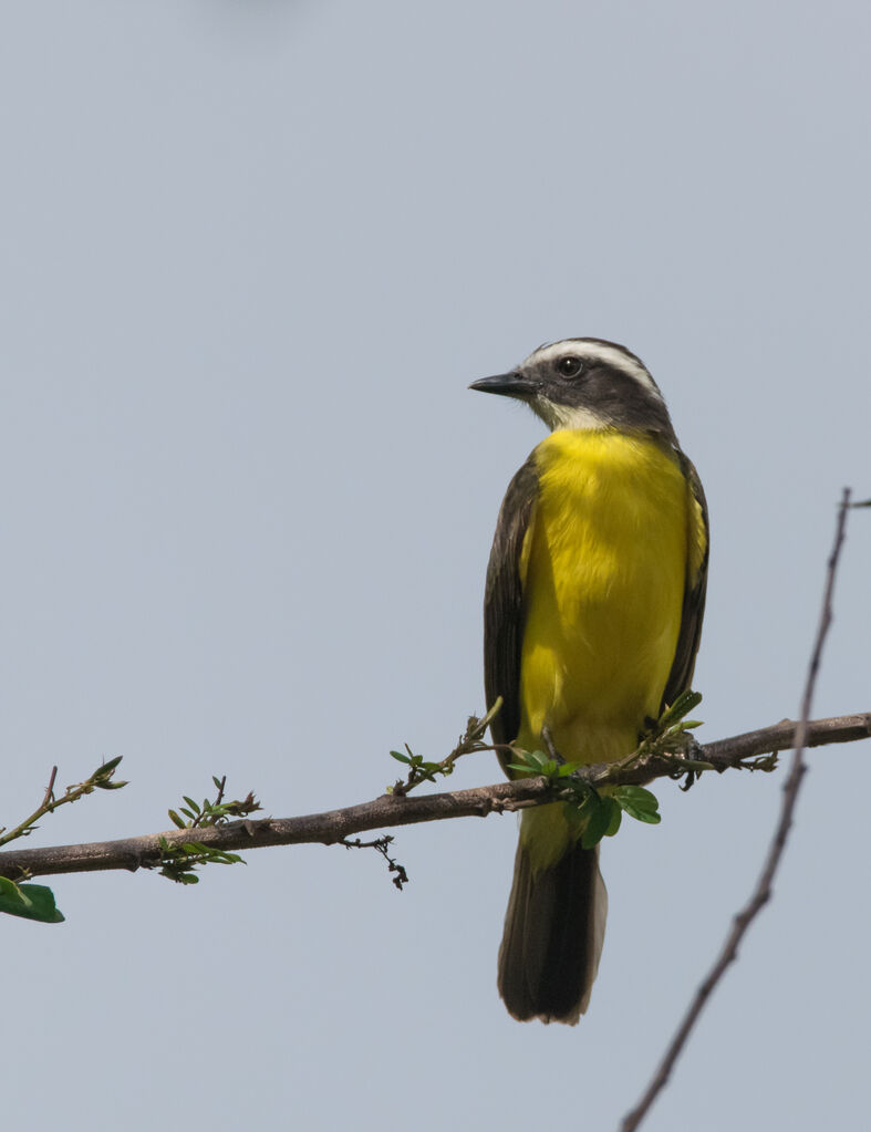 Rusty-margined Flycatcher