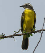 Rusty-margined Flycatcher