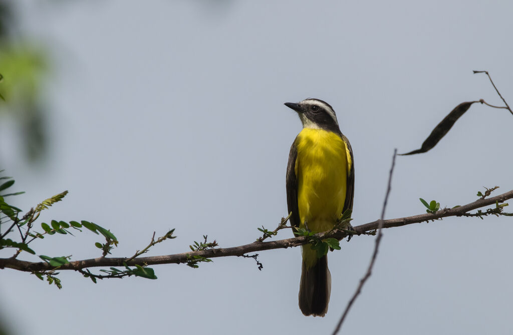 Rusty-margined Flycatcher