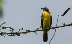 Rusty-margined Flycatcher