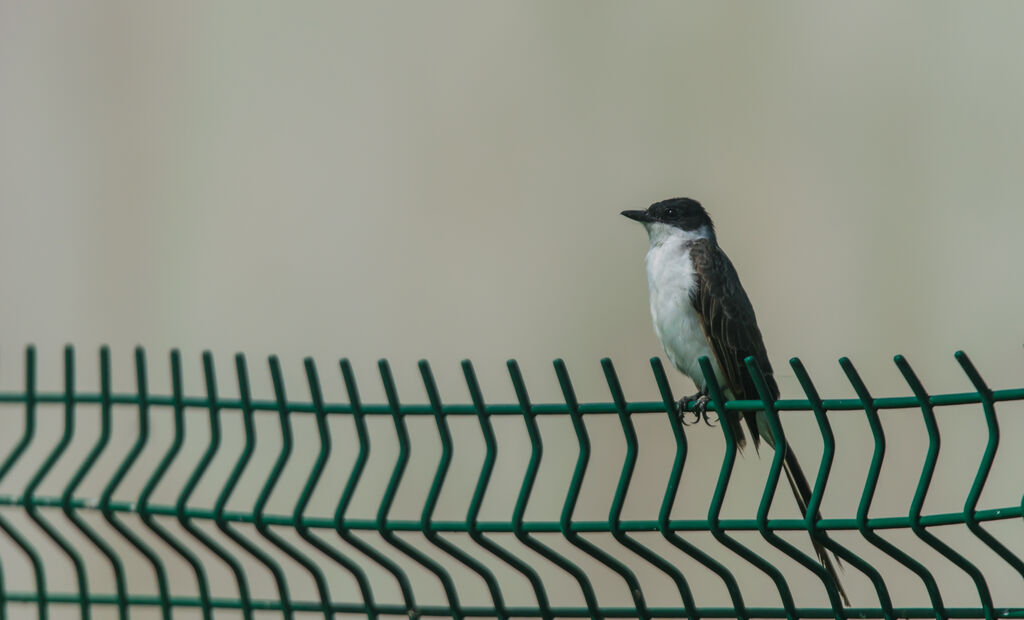 Fork-tailed Flycatcher