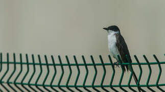 Fork-tailed Flycatcher