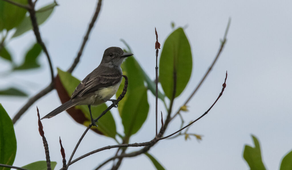 Short-crested Flycatcher