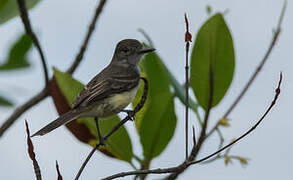 Short-crested Flycatcher