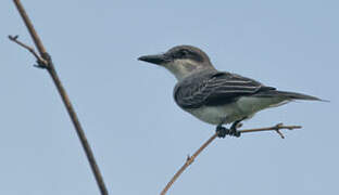 Grey Kingbird