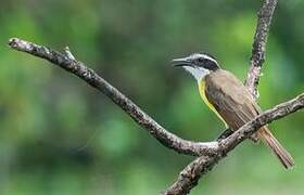 Lesser Kiskadee