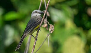 Tropical Kingbird