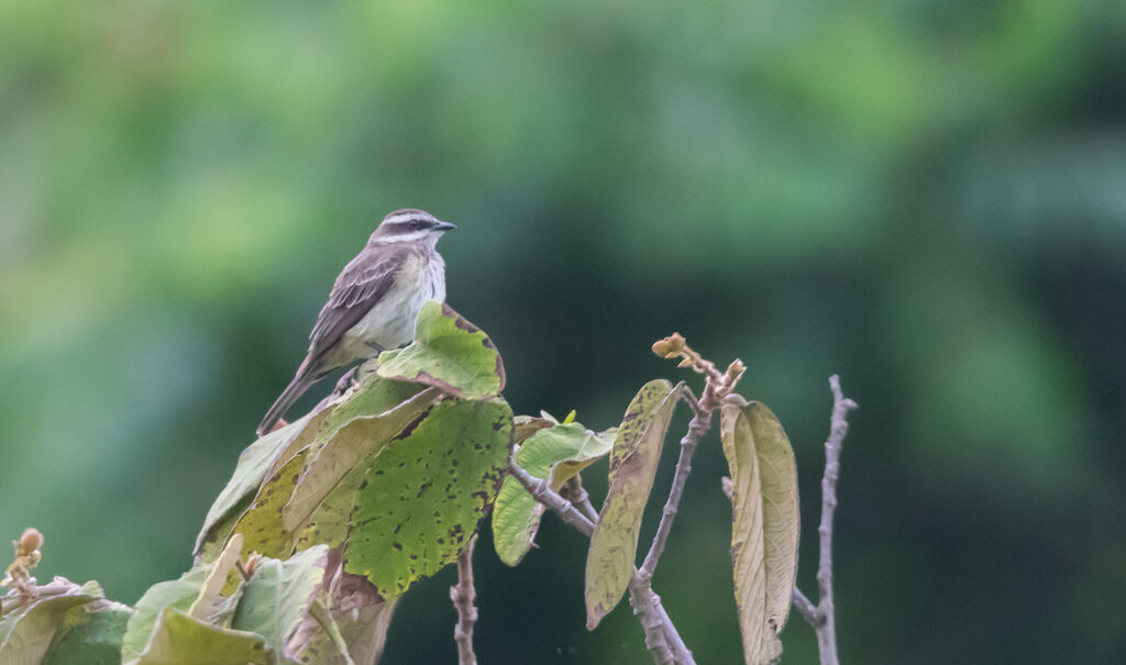 Piratic Flycatcher