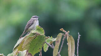 Piratic Flycatcher