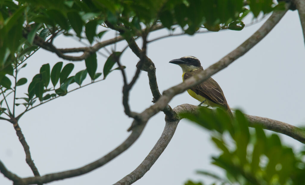 Boat-billed Flycatcher