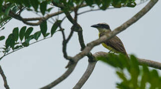 Boat-billed Flycatcher