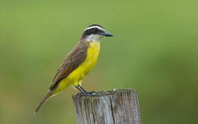 Great Kiskadee