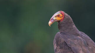 Lesser Yellow-headed Vulture