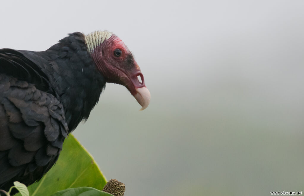 Urubu à tête rouge