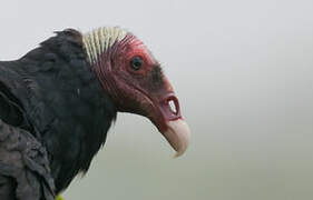 Turkey Vulture