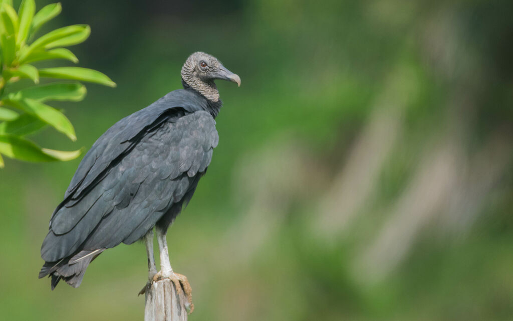 Black Vulture