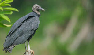 Black Vulture