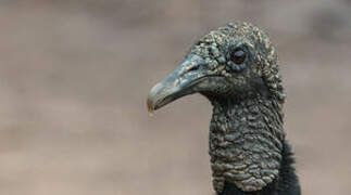 Black Vulture