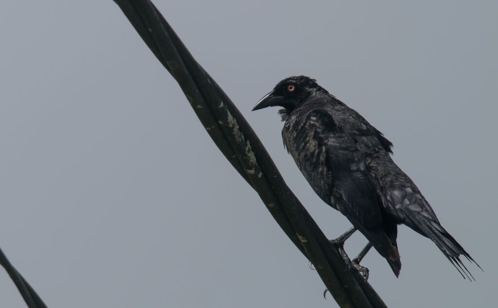 Giant Cowbird