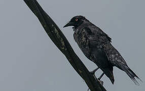 Giant Cowbird