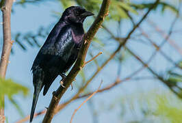 Shiny Cowbird